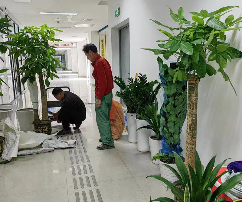 綠植租賃公司哪家好？如何選擇綠植租賃公司？
